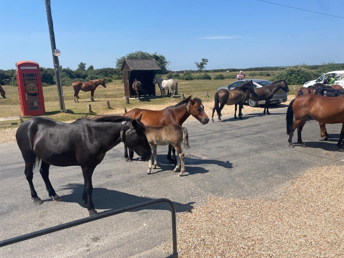 New Forest View 博利厄 外观 照片