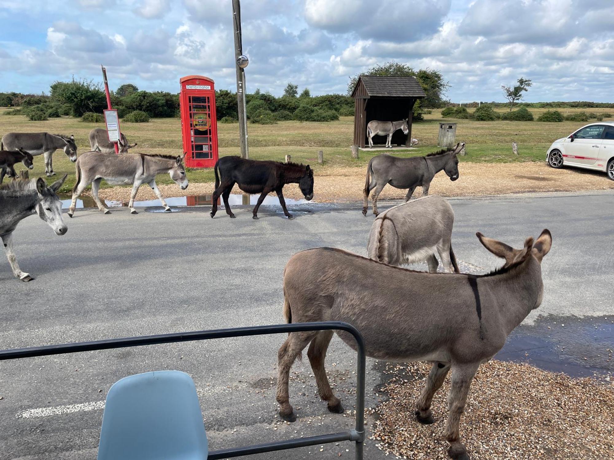 New Forest View 博利厄 外观 照片
